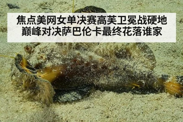 焦点美网女单决赛高芙卫冕战硬地巅峰对决萨巴伦卡最终花落谁家