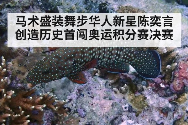 马术盛装舞步华人新星陈奕言创造历史首闯奥运积分赛决赛